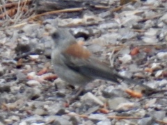 Junco hyemalis dorsalis