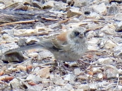 Junco hyemalis dorsalis