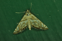 Neocataclysta magnificalis