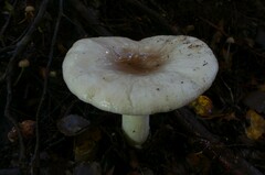 Russula purpureotincta