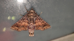 Chlumetia transversa