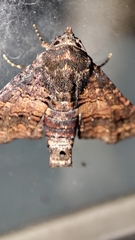 Chlumetia transversa
