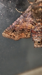 Chlumetia transversa