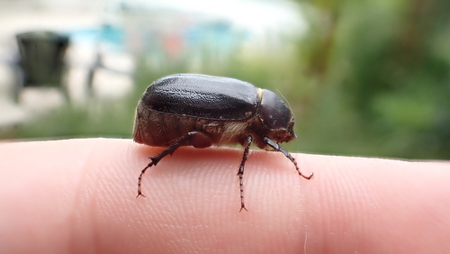 Aplidia transversa