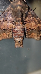 Chlumetia transversa
