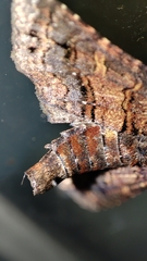 Chlumetia transversa