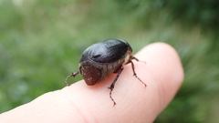 Aplidia transversa transversa