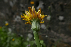 Hypochaeridinae