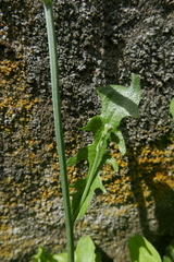 Hypochaeridinae
