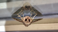 Chlumetia transversa