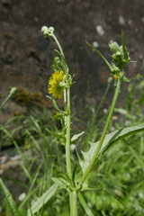 Hypochaeridinae
