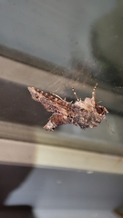 Chlumetia transversa
