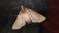 Chlumetia transversa