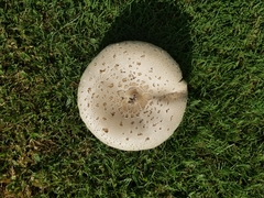 Chlorophyllum molybdites image