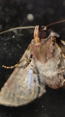 Chlumetia transversa