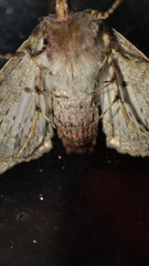 Chlumetia transversa