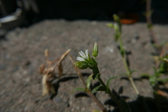 Cerastium semidecandrum