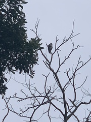 Accipiter trivirgatus