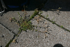 Cerastium semidecandrum