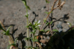 Cerastium semidecandrum