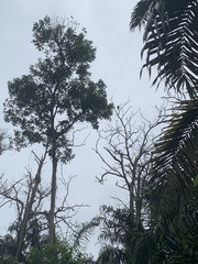 Accipiter trivirgatus