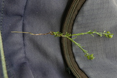 Lepidium virginicum