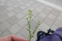 Lepidium virginicum