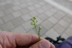Lepidium virginicum