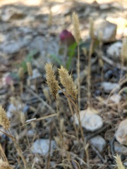 Phleum paniculatum