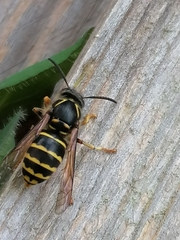 Dolichovespula media