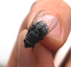 Calliphora
