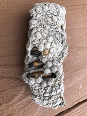 Mischocyttarus flavitarsis