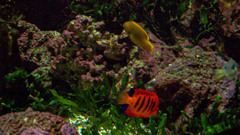 Centropyge loriculus