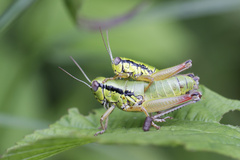 Micropodisma salamandra