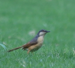 Prinia socialis