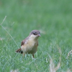 Prinia socialis