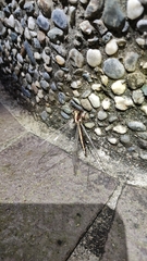 Ascalohybris subjacens