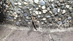 Ascalohybris subjacens