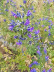 Echium vulgare