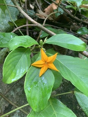 Mussaenda maingayi