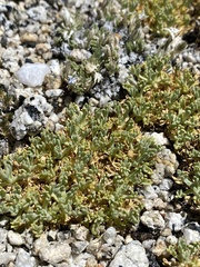 Podistera nevadensis