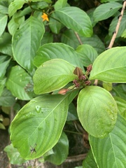 Mussaenda maingayi