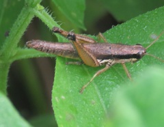 Paroxya clavuligera