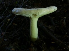 Russula purpureotincta