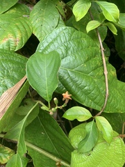 Mussaenda maingayi
