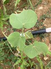 Abutilon theophrasti