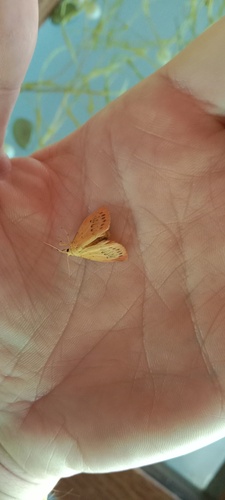 Photo of Rosy Footman (Miltochrista miniata)