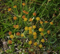Bupleurum ranunculoides