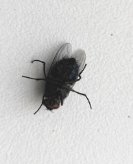 Calliphora