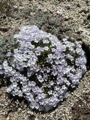 Phlox condensata